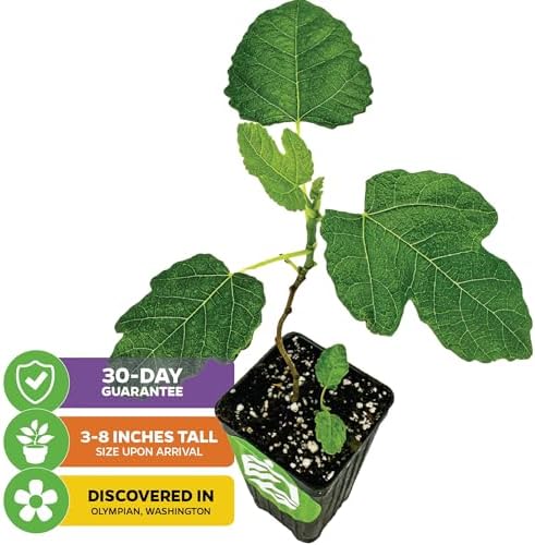 Olympian Fig Tree Live Plant - Ficus carica by Wellspring Gardens - Starter Plant Ideal for Gardens & Containers - Great for Indoor Houseplants, Outdoor Landscaping & Garden Planting