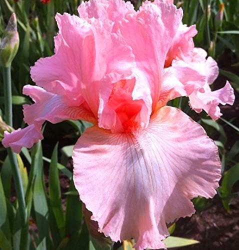 Pink Attraction, Colorful Bearded REBLOOMING IRIS (1) Rhizome/Bulb/Root Ready for Planting Now