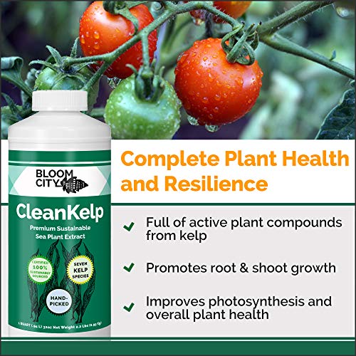 Bloom City Seaweed and Kelp Liquid Fertilizer for Plants, 32 oz | Encourages Strong Root Growth, Helps Ease Transplant Shock, Foliar Spray or Soil Drench, Indoor & Outdoor Garden Use
