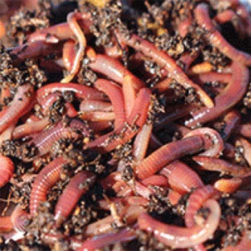 Live Redworms Composting Red Worms - 1,200 Red Wigglers