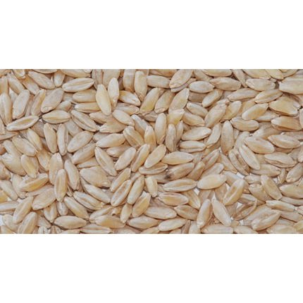 Organic Soft White Winter Wheat Berries 4 x 50 LB