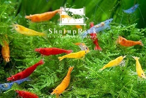 ShrimpRack™ 20 Mixed Color Neocaridina Shrimp Live Freshwater Aquarium Shrimps Beeding Age Young Adults 1/2-1 inch Long. Live Arrival Guarantee.