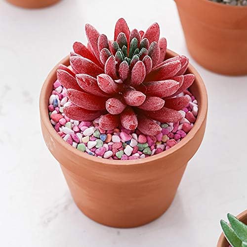 Briful 4 Shallow Terracotta Pots 5.5"x2.8" Flower Pots Clay Pottery Planter with Drainage Hole - Great for Cactus, Succulent Plants and Crafts