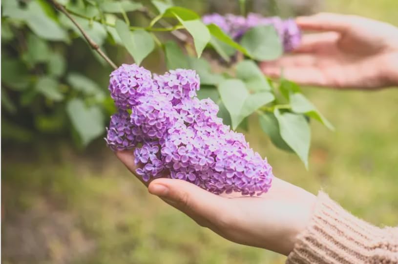 Old Fashioned Lilac Bushes Live Plants (2 Pack) – 14–24” Tall - Syringa vulgaris – Fragrant Lavender Purple Flowers – Hardy Flowering Shrubs