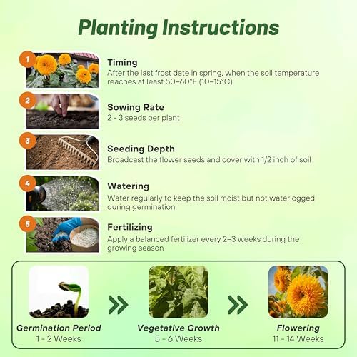 Outsidepride Giant Sungold Sunflower Seeds for Planting - 500 Pcs Annual, Easy to Grow Flower Seeds w/Vibrant