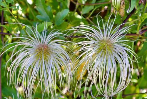20 White Clematis Virginiana/Virgins Bower Flower Vine Seeds | Virgins Bower, Love Vine