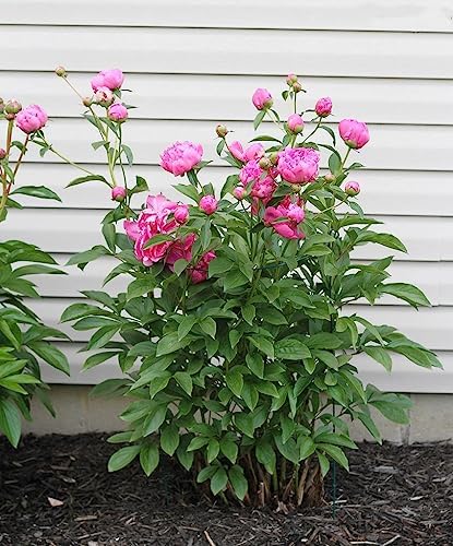 MTB Supply 5 Pack 36" x 18" Peony Double Ring Plant Support,Plant Support Stakes for Tomatoes Peony Lily Rose Plant Support Rings Peony Cages for Outdoor Plants Flowers Vegetables