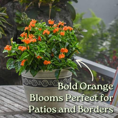 Crossandra Flower Plant Live - Orange Marmalade - 3 Gallon Pot - Overall Height 22" to 26" - Tropical Plants of Florida (Plant in Growers Planter)