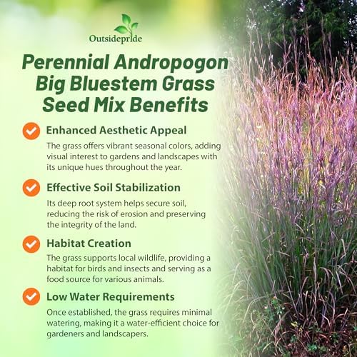 Outsidepride Perennial Andropogon Big Bluestem Grass Seed - 1 lb. Warm Season, Drought Resistant, Native Prairie Grass Seed, Ideal for Erosion Control, Ornamental Landscaping & Wildlife Gardens