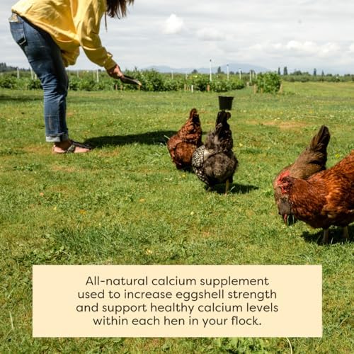 Scratch and Peck Feeds | Oyster Shell Chickens & Ducks | 4 lb Pouch | Essential Calcium Supplement for Eggshell Strength and Hen Health, All Natural, Sustainably Sourced