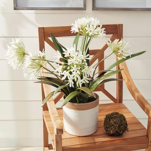 Napa Home & Garden Conservatory Agapanthus Drop in Plant 29 Inch White