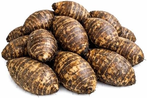 20 Live Colocasia Esculenta Elephant Ear Taro Gabi Kalo Eddo Bulbs #TSMN
