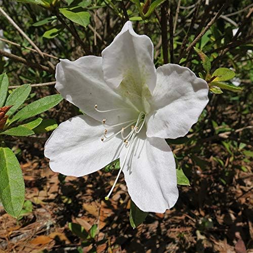 PERFECT PLANTS GG Gerbing Azalea Live Plant, 3 Gallon, Includes Care Guide