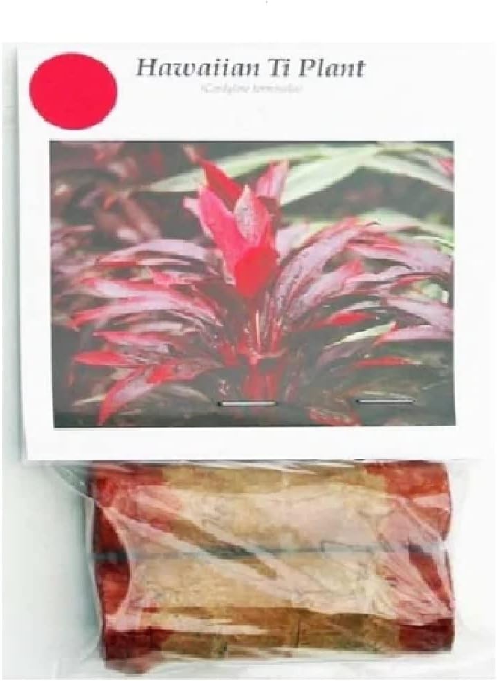 Hawaiian Red Ti Leaf Plant Logs Live Indoor/Outdoor Tropical Plants - 2 Cordyline Fruticosa Cutting Logs - Easy Care Good Luck Plant