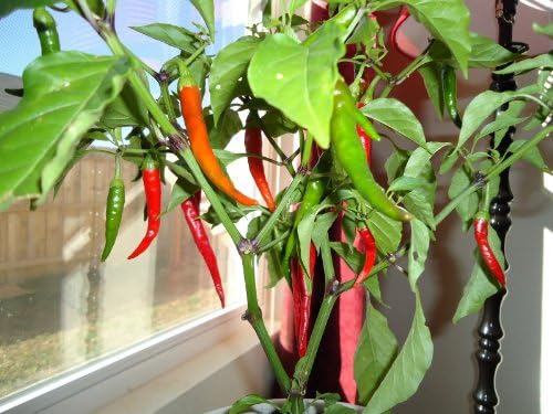 Clovers Garden Cayenne Long Slim Pepper Plants- Two (2) Live Plants – Non-GMO - Not Seeds – Each 4"-8" Tall in 4 Inch Pots - Medium Heat