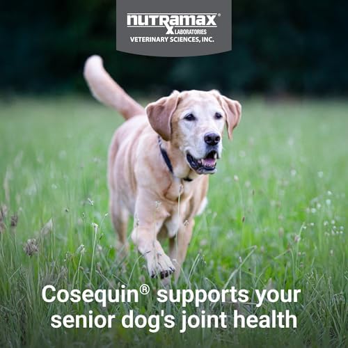 Nutramax Cosequin Dog Joint Supplement for Senior Dogs, Soft Chews, 60ct | Glucosamine + Chondroitin, MSM, Omega-3s, Beta-Glucan, Promotes Skin & Coat, Immune Health, Joint Support for Older Dogs