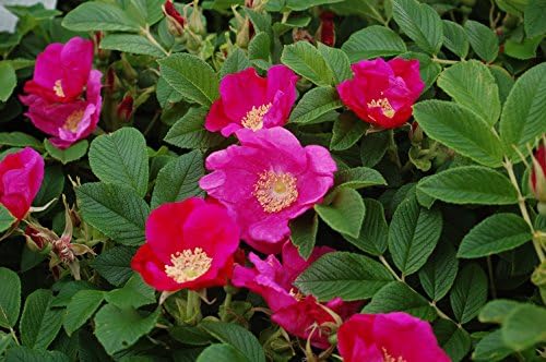 Rosa X Purple Pavement (Rose) Rose, purple flowers, #3 - Size Container