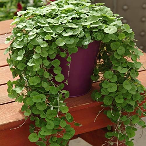 Outsidepride Perennial Dichondra Repens Seeds - 2 lbs Dense Green, Low-Maintenance Ground Cover Seeds for Planting, Ideal Lawn Alternative in Sun or Shady Areas & Erosion Control in USDA Zones 8-11