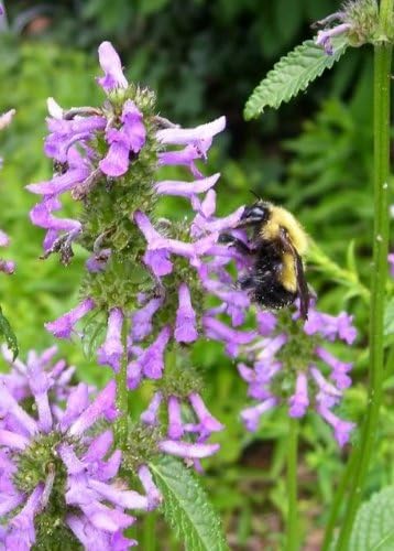 30 AGASTACHE Mix Agastache Aurantiaca Flower Seeds