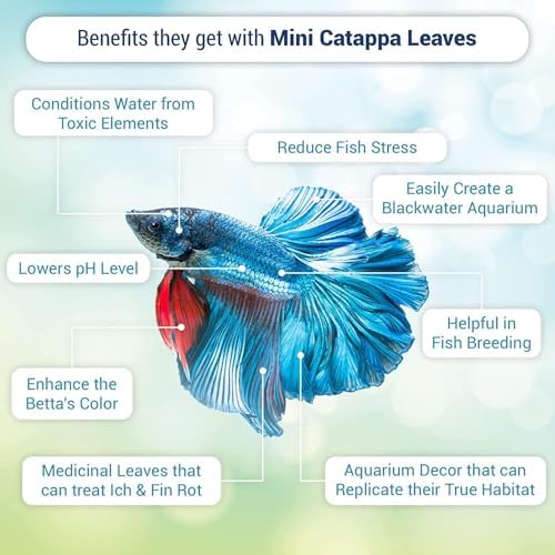 SunGrow 50 pcs Catappa Indian Almond Leaves – 2” Water Conditioner for Betta Fish Tank, Aquarium Leaf for Fish Breeding, Shrimp, Goldfish