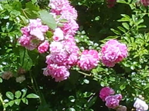 Seven Sisters Climbing Rambler Rose - Antique Heirloom Rosa Hybrid - Live Plant - Fragrant Spring Bloom - Double Pink Flower - Emerald Goddess