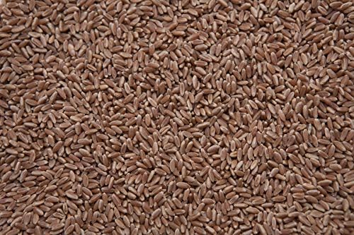 Wheat (Hard Red Winter) 8 lbs