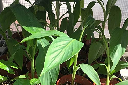 Musa Basjoo Banana Plant - Cold Hardy Banana - Japanese Snow Banana