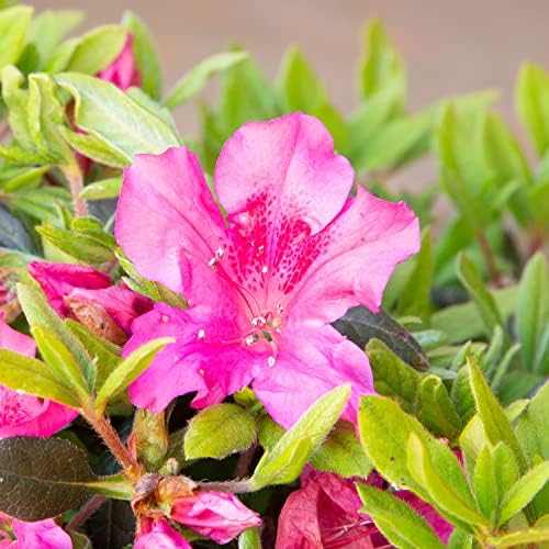 Encore Azalea Autumn Sangria (1 Gallon) Pink Flowering Shrub - Full Sun Live Outdoor Plant