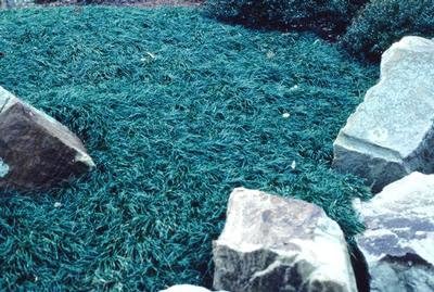 Pixies Gardens (54 Plants 2.5 Inch Pot) Ophiopogon Japonicus Nana Dwarf Mondo Grass is an Evergreen Ground Cover with Dark Green 1/8" Wide Leaf