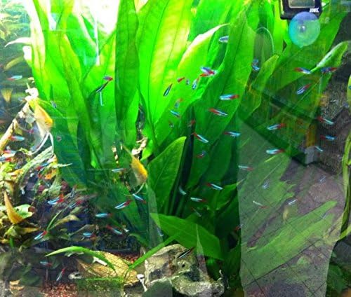 Amazon Sword Plant Echinodorus Bleheri Tall Bunch Live Aquarium Plants Freshwater Planted Tank Decorations by Mainam