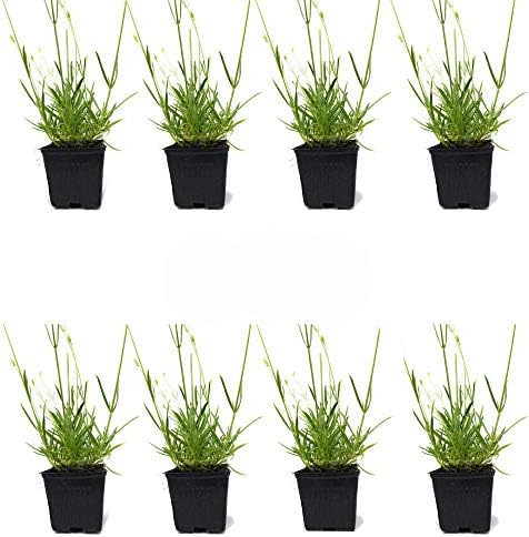 L+ French Provence Lavender — 1 Live Plant in 4" Pots — Blue-Purple Flowers — Fragrant, Bee-Friendly, Drought & Deer Resistant Perennial — Zones 5–9 — Grown in Sequim, WA