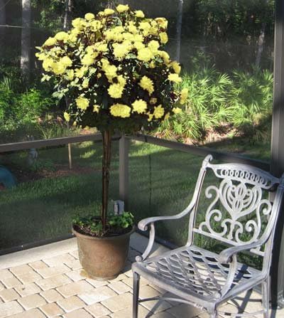 Brighter Blooms - Sunny Knock Out® Rose Tree, 3-4 ft. - No Shipping to AK, AZ, HI