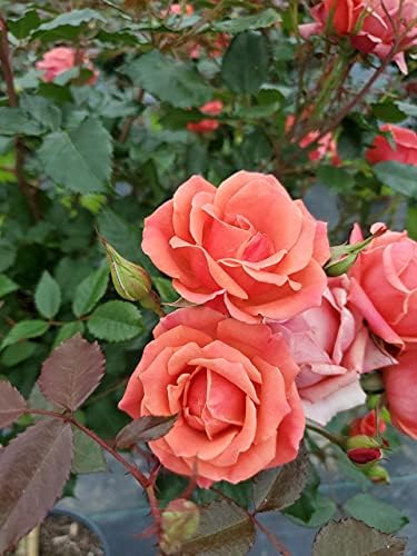 Green Promise Farms Rosa `Double Knock Out` (Reblooming) Rose, 3 Size Container, pink flower