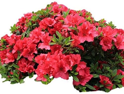 Hershey Red Azalea - Live Plant - Full Gallon Pot