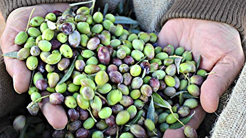 Laconiko Ultra Premium Extra Virgin Olive Oil | New 2025 HARVEST | NYIOOC 2025 GOLD MEDAL | MADE in GREECE | #1 MOST AWARDED GREEK OLIVE OIL BRAND