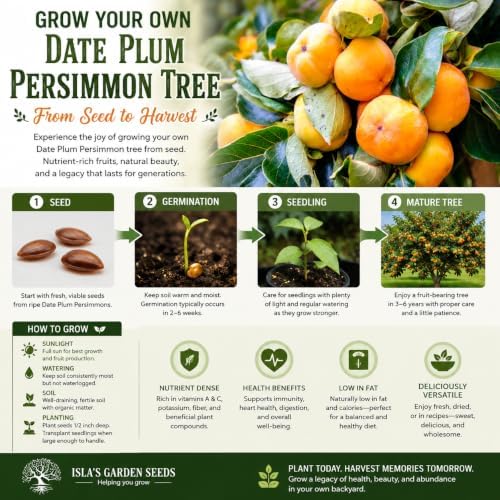 Date Plum Persimmon Tree Seeds (Diospyros Lotus) – 30+ Non-GMO & Heirloom Seeds, Exotic & Rare Fruit Tree, 80% Germination Rate