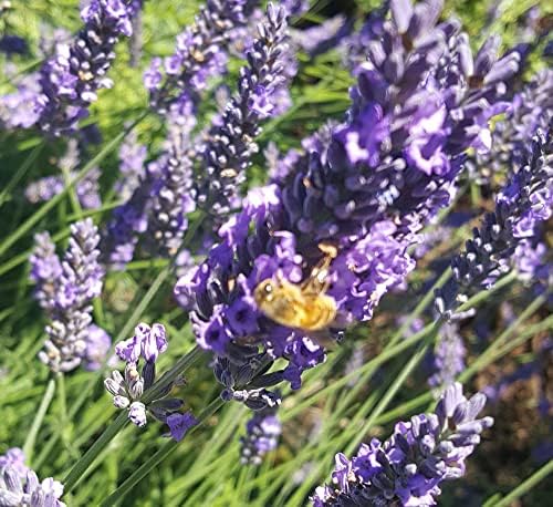 L+ French Provence Lavender — 4 Live Plants in 4" Pots — Blue-Purple Flowers — Fragrant, Bee-Friendly