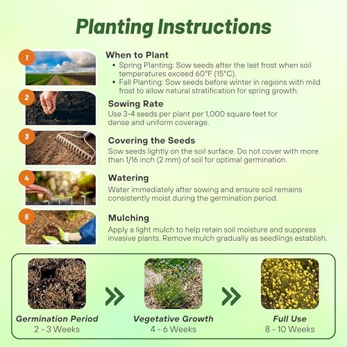 Outsidepride Billy Button Craspedia Globosa Seeds - 1000 Pcs Perennial, Hardy & Drought Tolerant, Flower Seeds for Planting w/Yellow Spherical Blooms, Ideal for Cut Flower & Pollinator Gardens