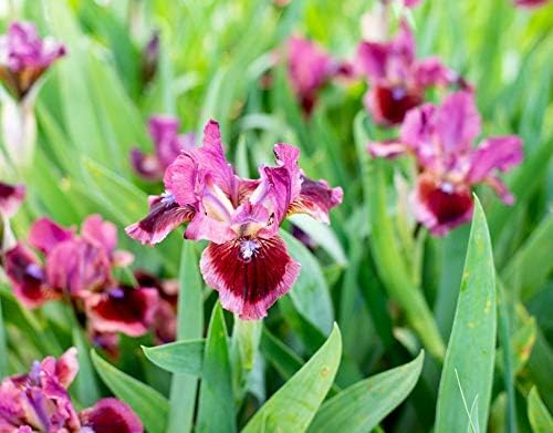 Breck's Bulbs and Perennials Cat's Eye Dwarf Bearded Iris, Live Bareroot Plant, Rose-red Flowers (1-Pack)