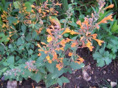 30 AGASTACHE Mix Agastache Aurantiaca Flower Seeds
