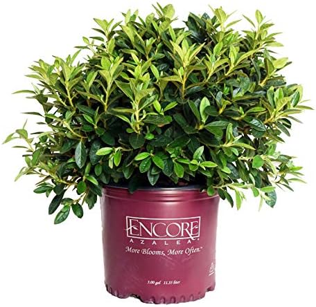 Azalea Encore Autumn Lily (Reblooming Azalea) Shrub, RB white/blush, #3 - Size Container