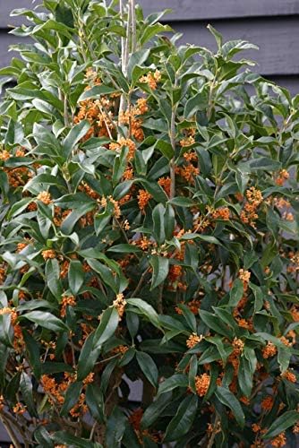 Apricot Echo Orange Tea Olive - Live Plant - (2.5 QT)