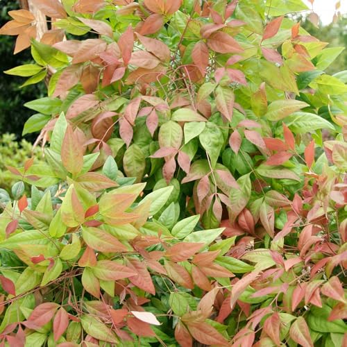 Southern Living 2 Gal. Blush Pink Nandina Shrub