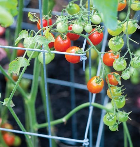 Burpee Medium Heavy Gauge Tomato Cage | 3 Cages for Plant Support in Garden | 14" x 14" x 48" | Made in The USA| Grow Healthier