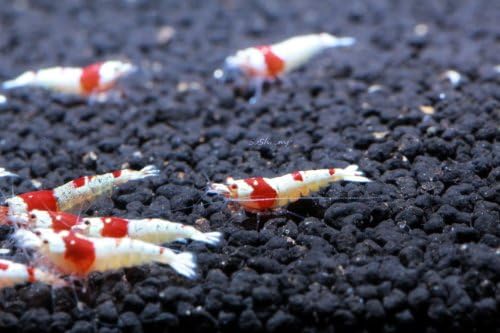 Crystal Red Shrimp SS Grade Live Freshwater Aquarium Shrimp - 1/4 to 1/2 inch Long (10 Shrimp)