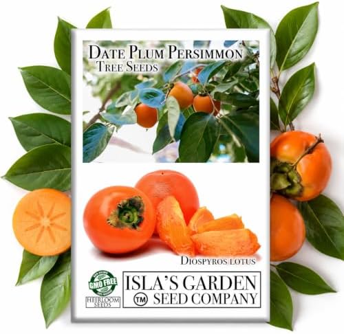 Date Plum Persimmon Tree Seeds (Diospyros Lotus) – 30+ Non-GMO & Heirloom Seeds, Exotic & Rare Fruit Tree, 80% Germination Rate
