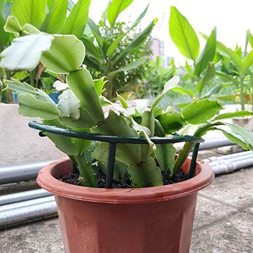 Belit 8 Pack Plant Supports for Small Plants, Garden Flowers Green Plant Support Ring, Planter Support Ring for Schlumbergera, Clivia, Succulents