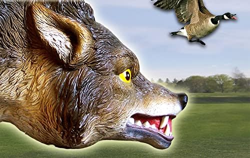 Bird-X 3D Coyote Decoy, Lifelike Predator Replica, Coyote Decoy with Moving Tail and Realistic Markings, Easy to Install, Covers up to 1 Acre of Land