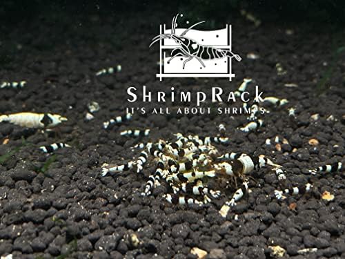 ShrimpRack® 10+1 Crystal Black Shrimp CBS Grade S-SSS Live Freshwater Aquarium Shrimps 1/4 to 1/2 inch Long.