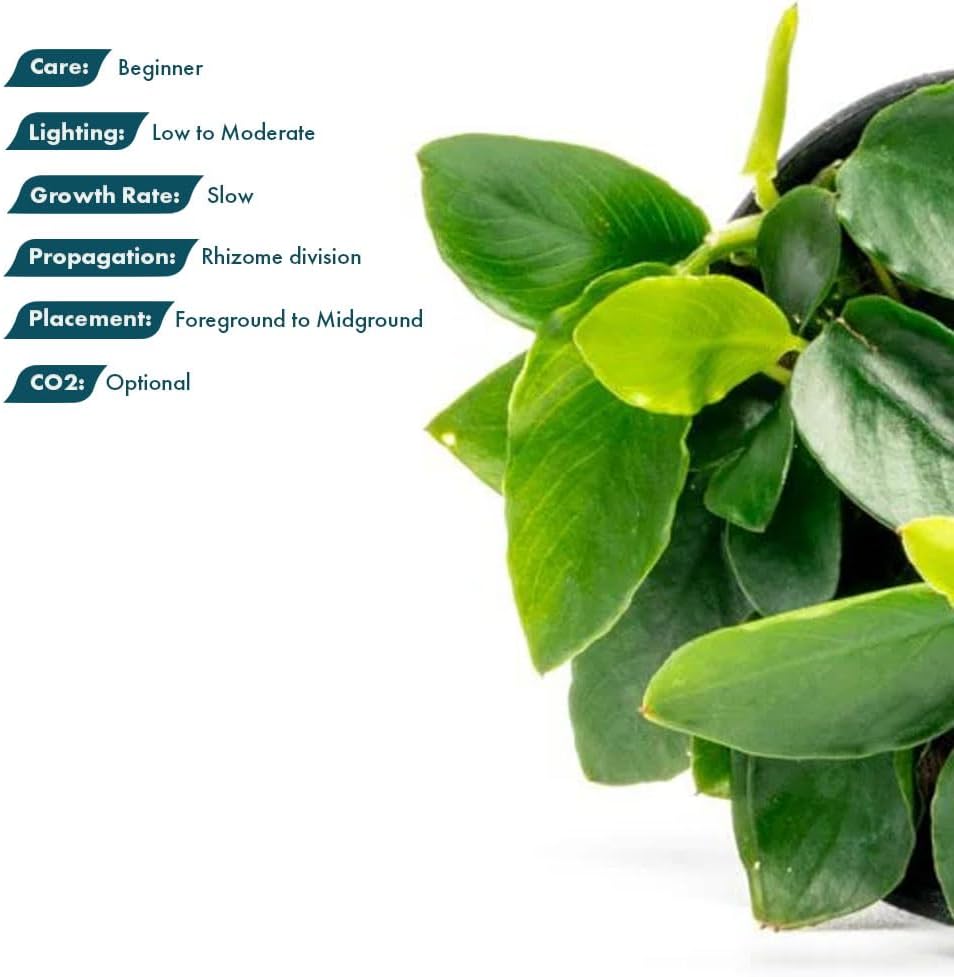 Anubias Nana Live Aquarium Plants - Potted Freshwater Plant for Fish Tanks, Terrariums - Beginner Friendly Low Light (1 Pot)